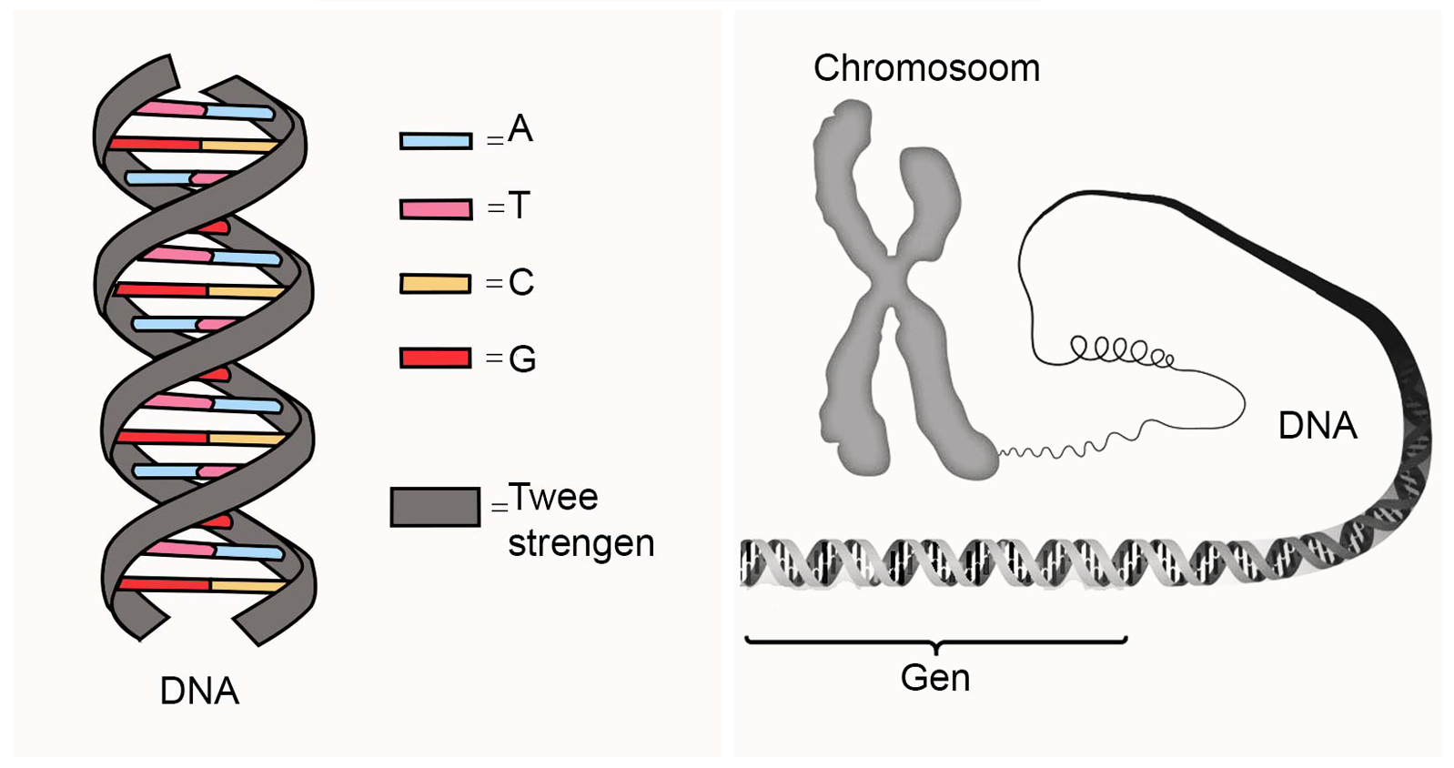 DNA: code van het leven | Natuurwijzer